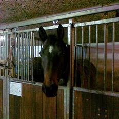 Dansk Varmblod Rioja