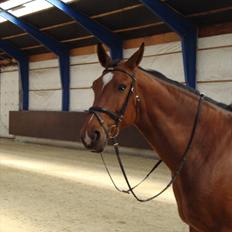 Dansk Varmblod Thybo's Casanova