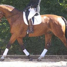 Dansk Varmblod Thybo's Casanova