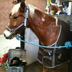 Anden særlig race Oliver