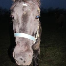 Anden særlig race Vejlgården's Bandit 