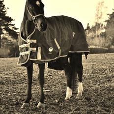 Zangersheide Conette Z *Nettie*