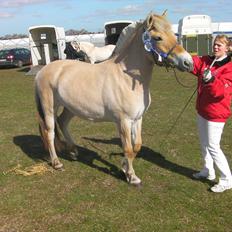 Fjordhest Marika Møldrup