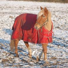 New Forest Kantje's Tommy