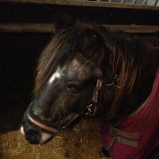 Shetlænder Eskelygårds black Beauty