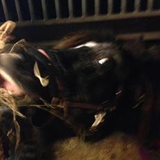 Shetlænder Eskelygårds black Beauty