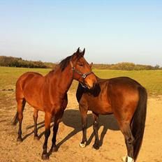 Anden særlig race Madsen (Mason)