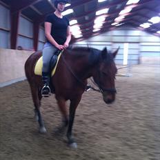 Anden særlig race Madsen (Mason)