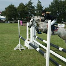 Welsh Pony (sec B) Diablo B-pony /spring  Solgt