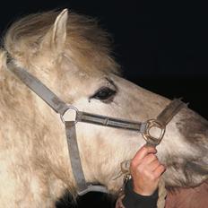 Fjordhest V. Linderup Piccaso