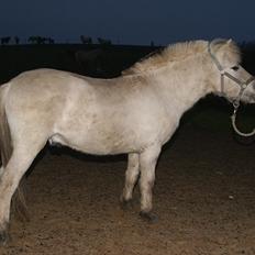 Fjordhest V. Linderup Piccaso