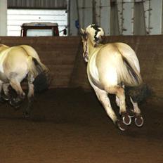 Fjordhest Lyngholms Valip