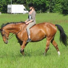 Hollandsk Varmblod Velise R (Passer)