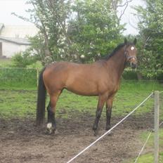 Dansk Varmblod Jessica E