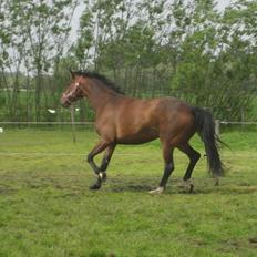 Dansk Varmblod Jessica E