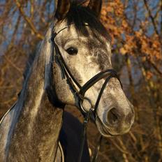 Hollandsk Varmblod Balthazar