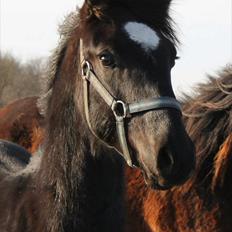 Anden særlig race jens