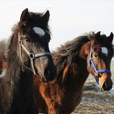 Anden særlig race jens