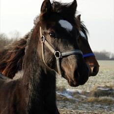 Anden særlig race jens