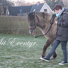 Konik Polski Tora R.I.P My ANGLE!