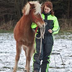 Islænder Diva [SOLGT]
