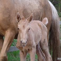 Palomino Skrædderdals Monark