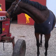 Anden særlig race La,cure <3 Guldklump