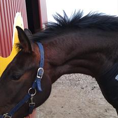 Anden særlig race La,cure <3 Guldklump