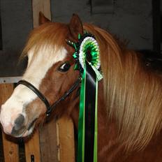 Welsh Mountain (sec A) Mosegaard's Surprice