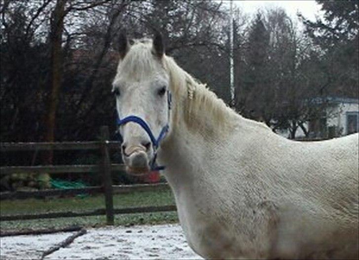 Anden særlig race • William billede 12