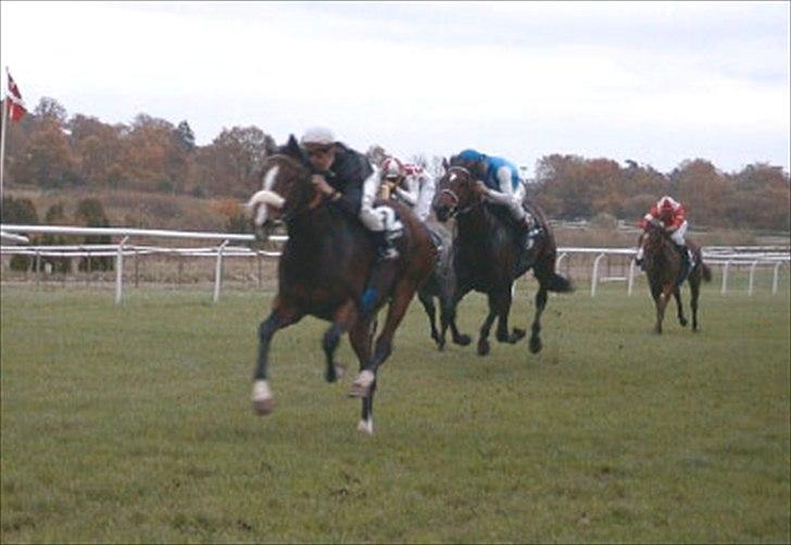 Fuldblod (XX) Ma Dame - Ma Dame vinder igen..  billede 8