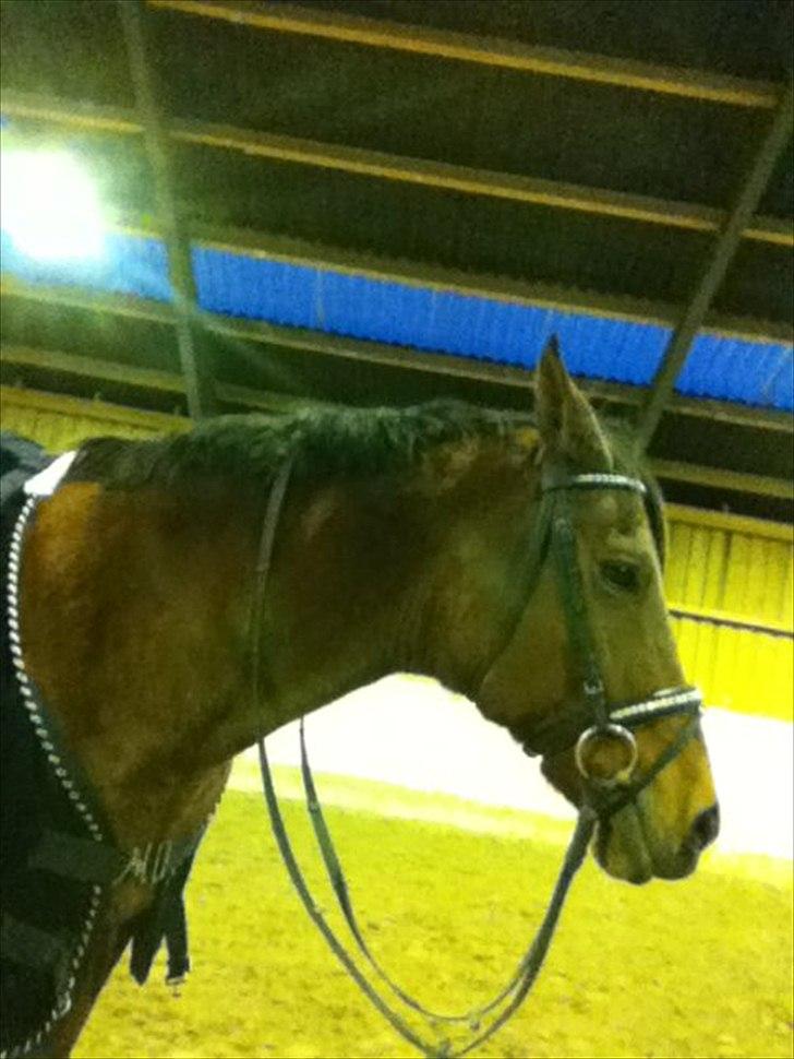 Hollandsk Sportspony Phebie billede 3