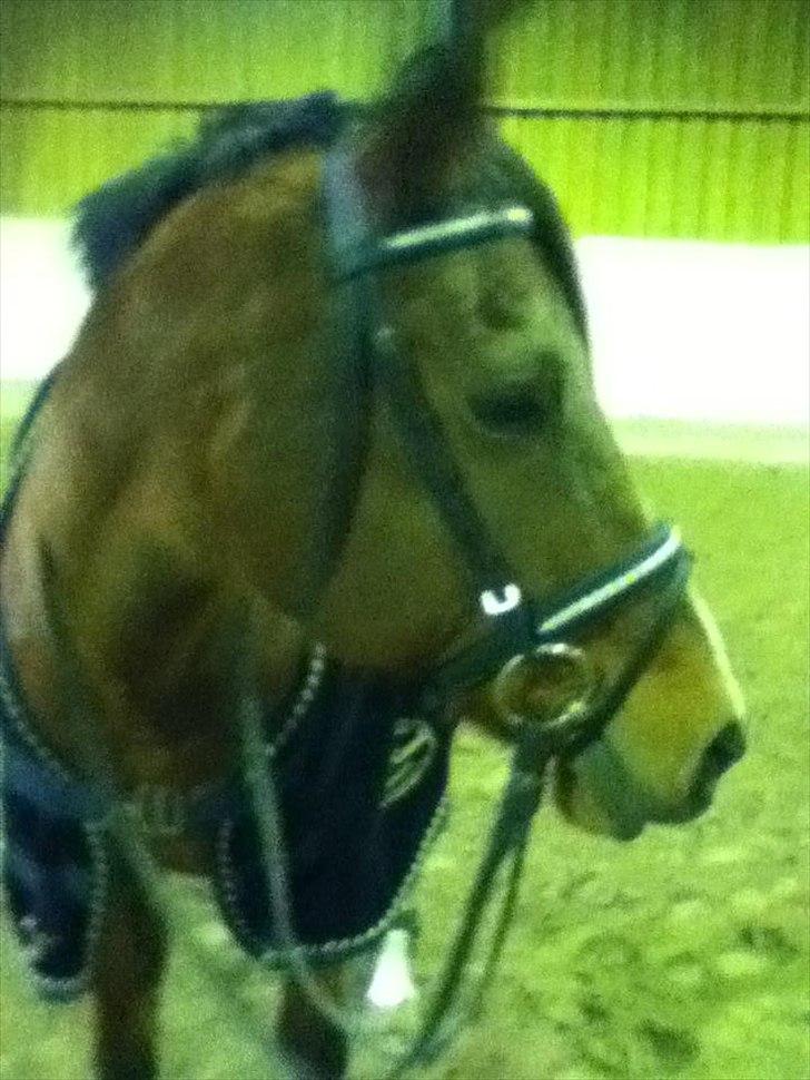 Hollandsk Sportspony Phebie billede 2