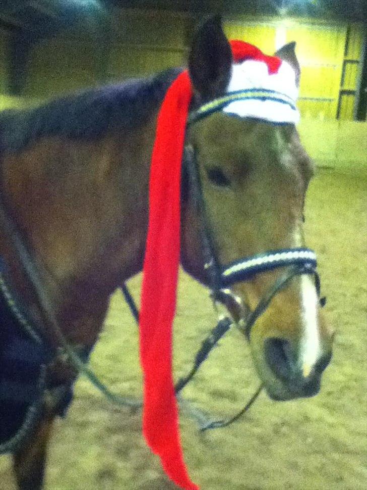 Hollandsk Sportspony Phebie billede 4