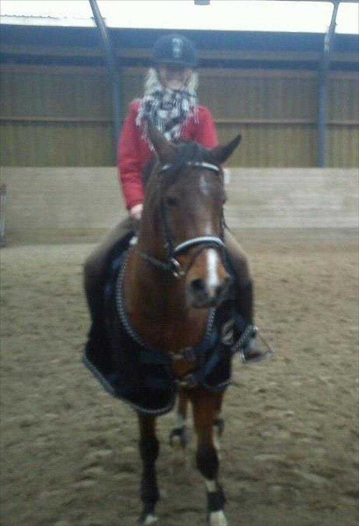 Hollandsk Sportspony Phebie billede 5