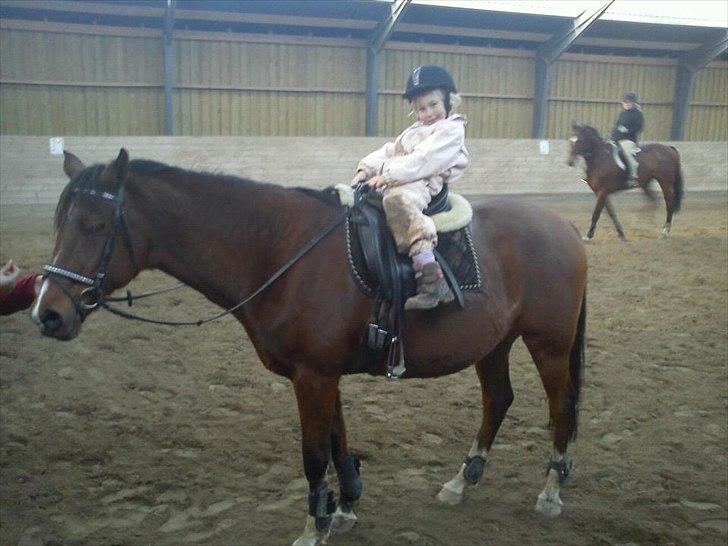 Hollandsk Sportspony Phebie billede 6