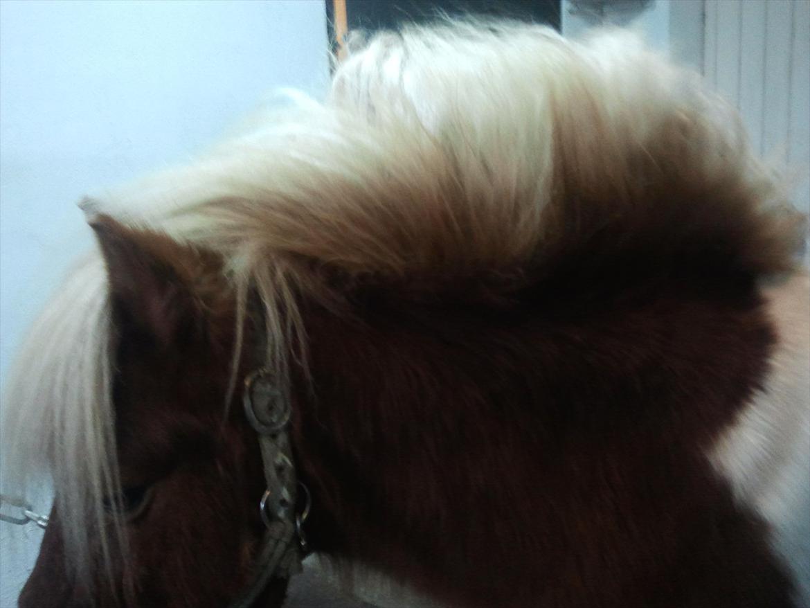 Shetlænder Little Star billede 11