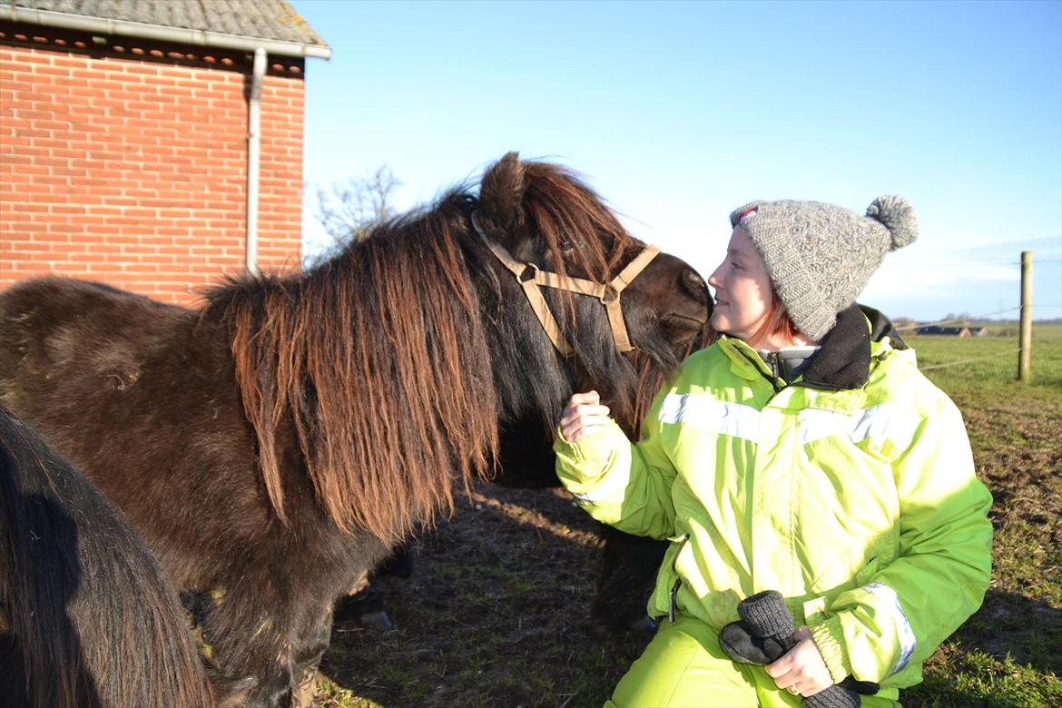 Shetlænder Gyldenlunds William - Først møde... og kærlighed ved første blik!! billede 1