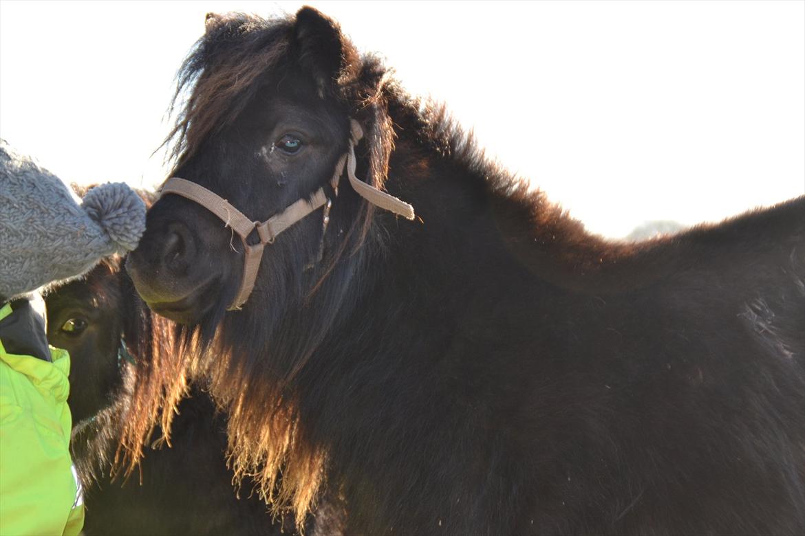 Shetlænder Gyldenlunds William - Den lille skovtrold billede 2