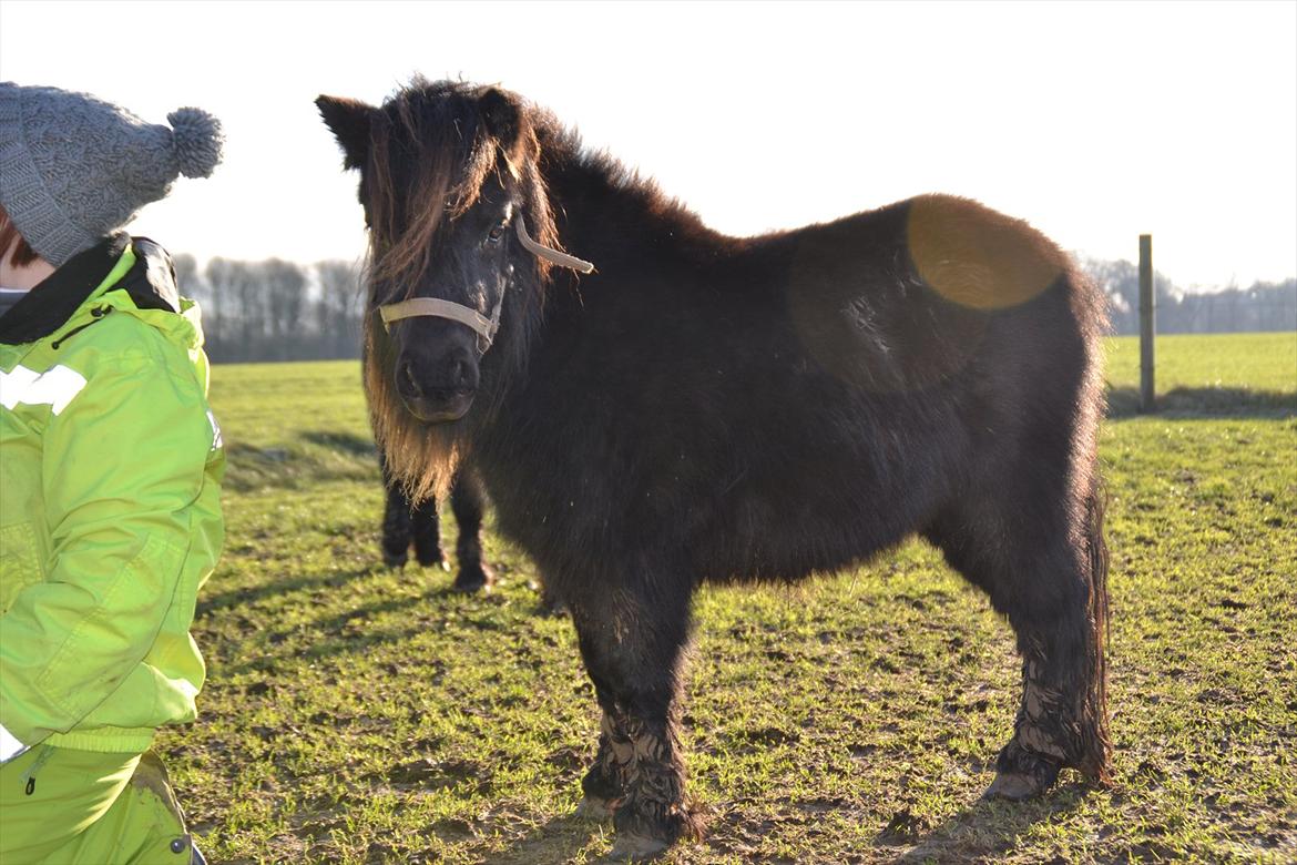 Shetlænder Gyldenlunds William billede 3