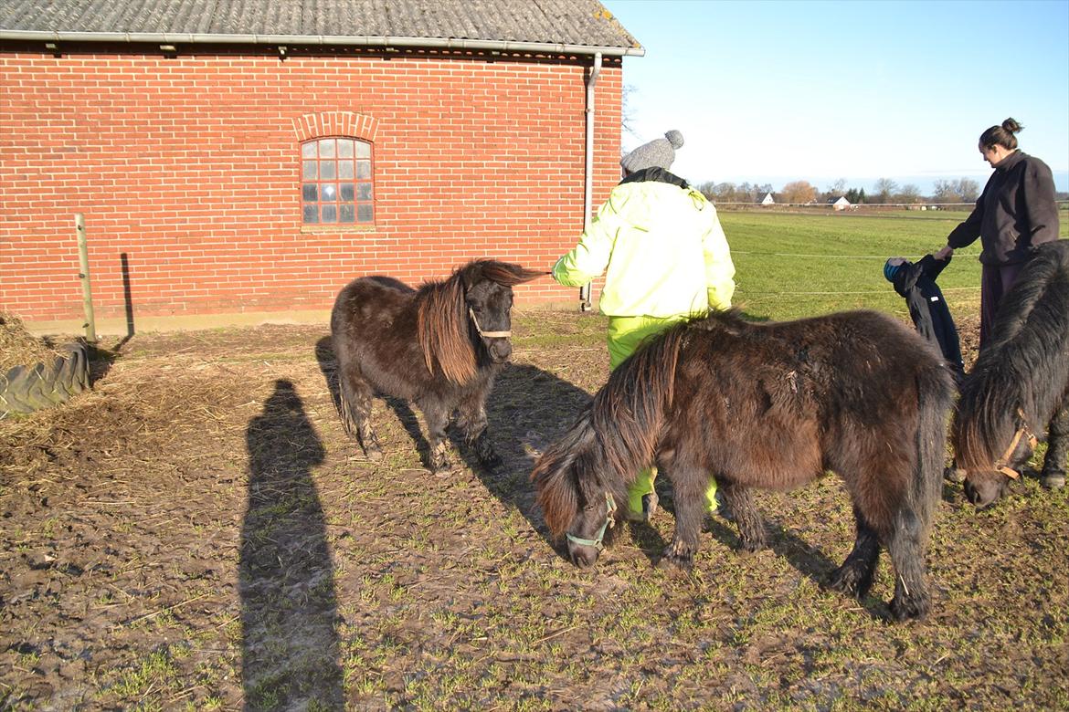 Shetlænder Gyldenlunds William billede 4