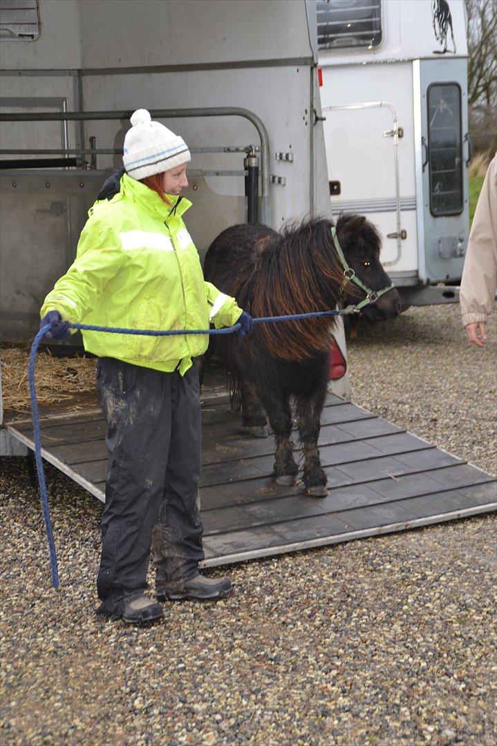Shetlænder Gyldenlunds William billede 5