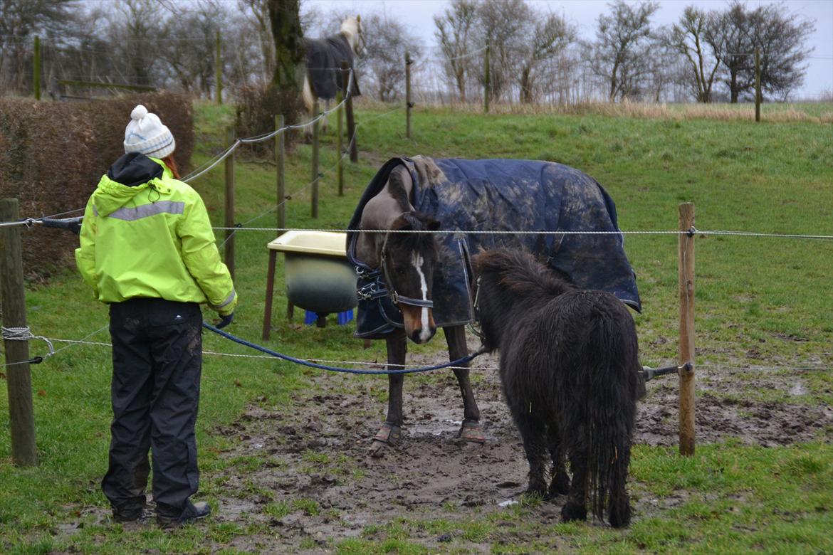 Shetlænder Gyldenlunds William billede 6