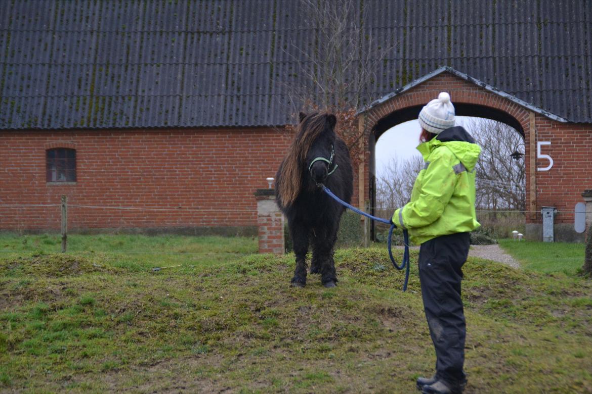Shetlænder Gyldenlunds William billede 7