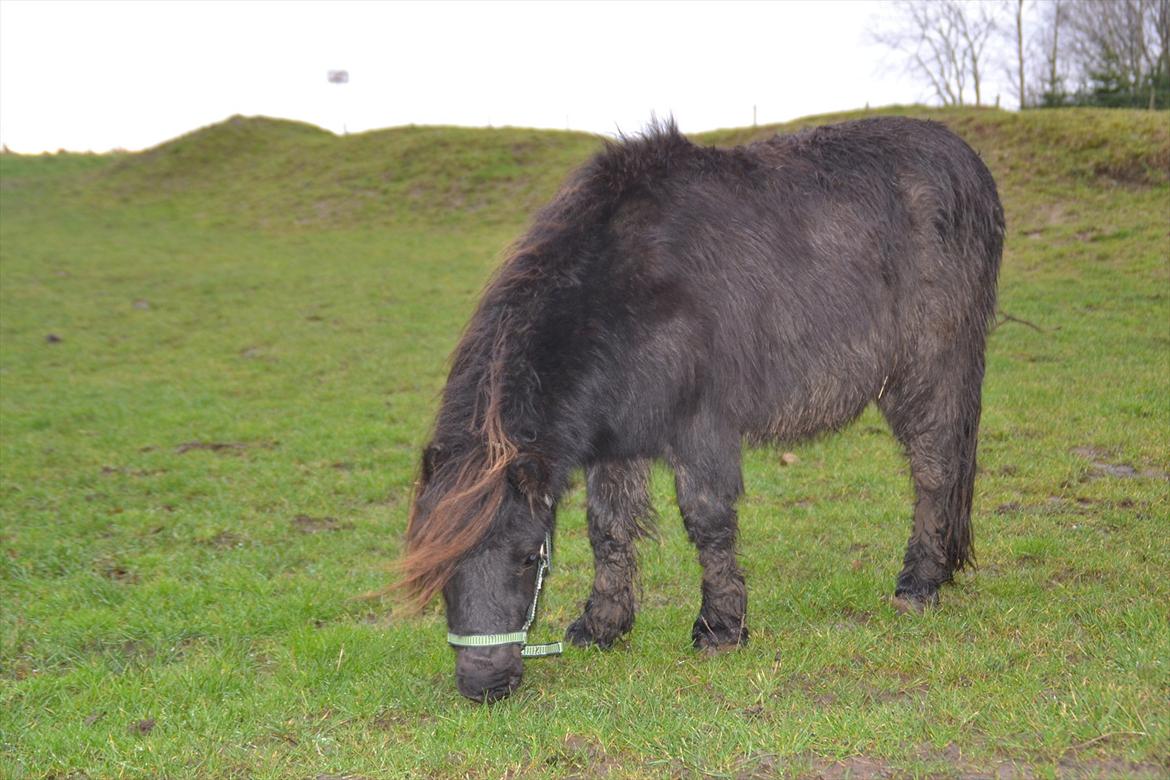 Shetlænder Gyldenlunds William billede 8
