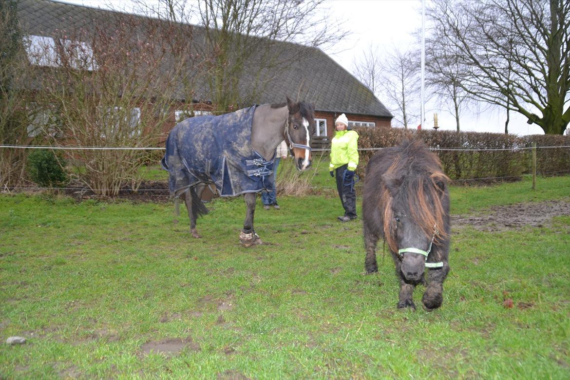 Shetlænder Gyldenlunds William billede 9