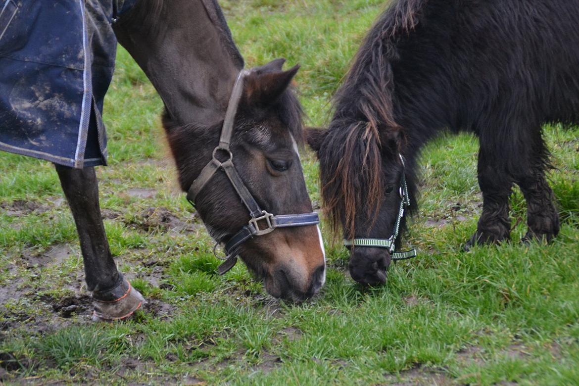 Shetlænder Gyldenlunds William billede 10