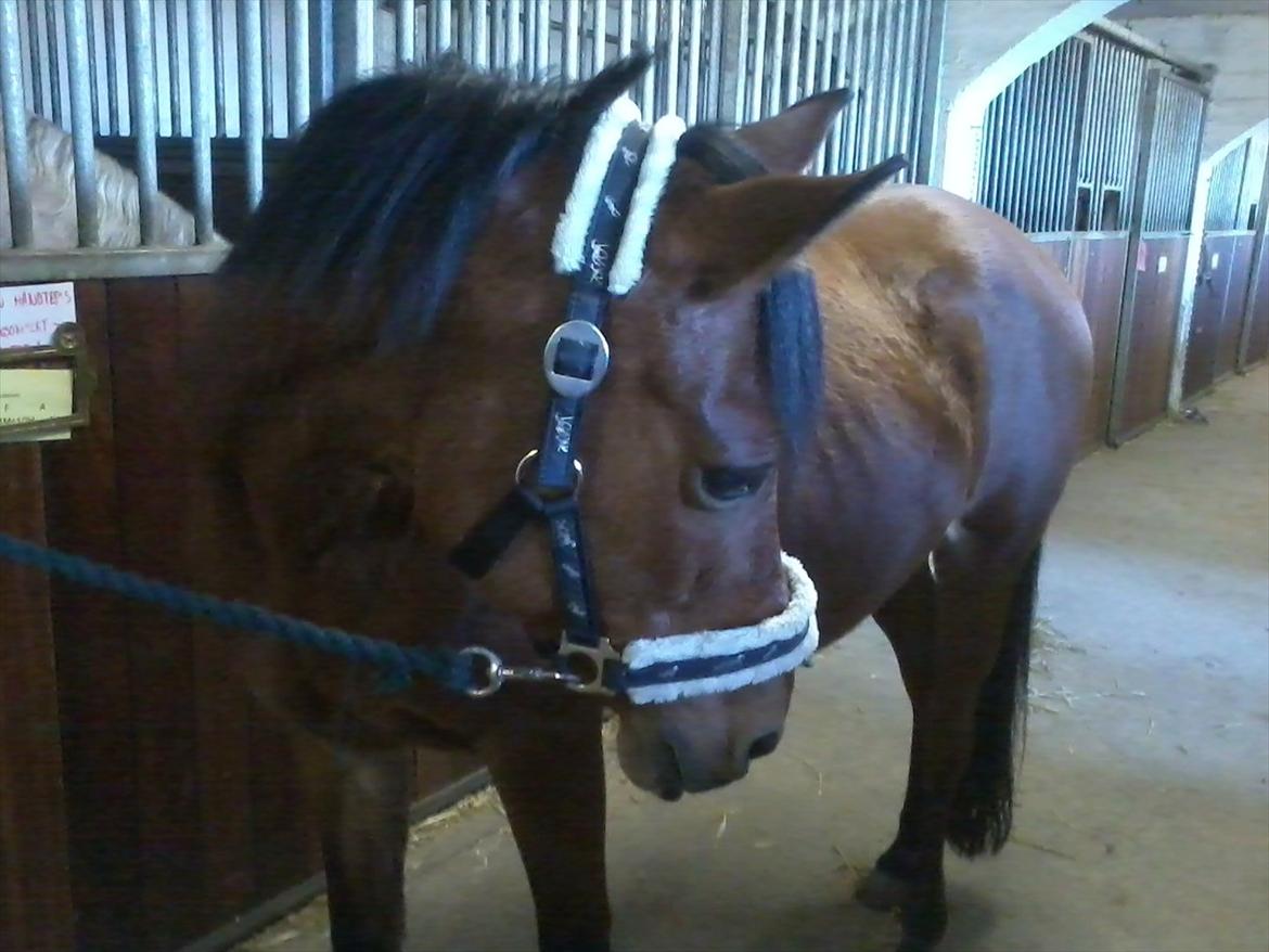 Anden særlig race Yasmin *Spring stjernen* - Yasmin er lidt nysgerig, om hvad der endelig foregår der omme :) billede 5