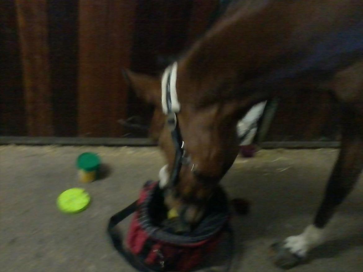 Anden særlig race Yasmin *Spring stjernen* - Yasmin er lidt nysgerig om hvad der er i min strigletaske (Hun fandt faktisk min madpakke, og tog mit æble) :) billede 7