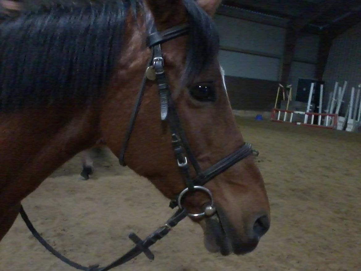 Anden særlig race Yasmin *Spring stjernen* - Det her er Yasmin :) billede 2